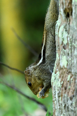 Funambulus tristriatus