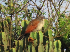 Centropus superciliosus