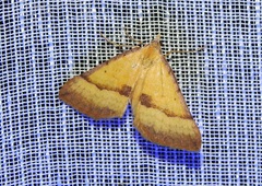 Anachloris subochraria