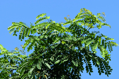 Cassia bakeriana