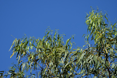 Acacia salicina