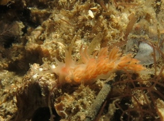 Aeolidioidea