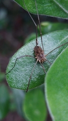 Phalangium opilio