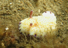 Goniobranchus