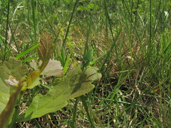 Isophya pyrenaea