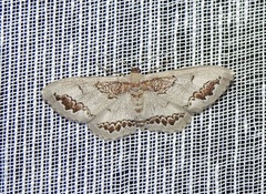Dithalama cosmospila