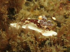 Aphelodoris varia