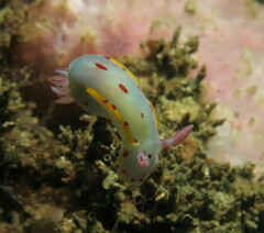 Hypselodoris bennetti