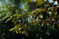 Lagerstroemia floribunda