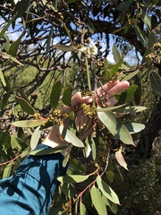 Eucalyptus camfieldii