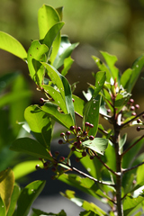 Ardisia