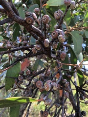 Eucalyptus camfieldii