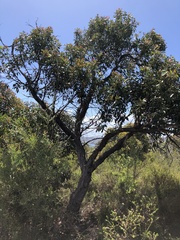 Eucalyptus camfieldii
