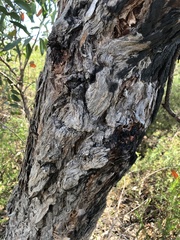 Eucalyptus camfieldii