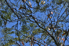 Sophoreae