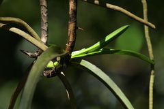 Vanda