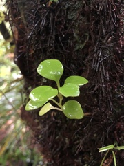 Brachyglottis kirkii
