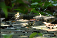 Dendronanthus indicus