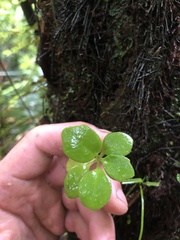 Brachyglottis kirkii