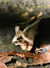 Chiasmia nora