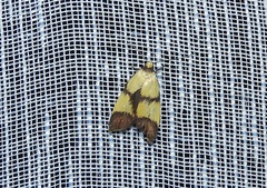 Heteroteucha translatella