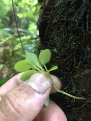 Brachyglottis kirkii