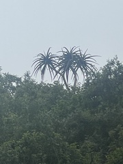 Aloidendron barberae