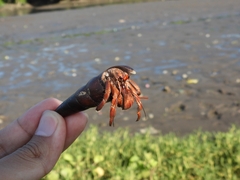 Coenobita