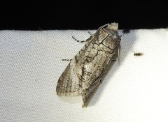 Culama australis