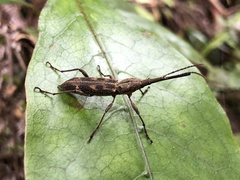 Lasiorhynchus barbicornis
