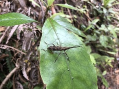Lasiorhynchus barbicornis