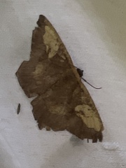 Paragonia cruraria