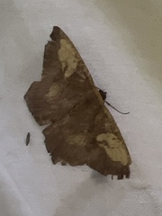 Paragonia cruraria