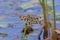 Rhyothemis graphiptera