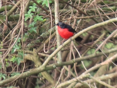 Laniarius erythrogaster