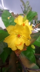 Fremontodendron californicum
