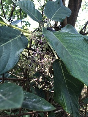Dendrocnide meyeniana