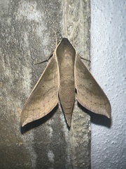 Xylophanes porcus