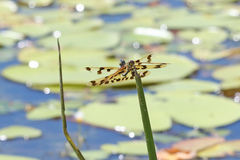 Rhyothemis graphiptera