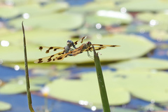 Rhyothemis graphiptera