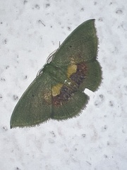 Tachychlora flavicoma