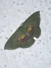 Tachychlora flavicoma