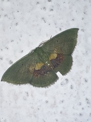 Tachychlora flavicoma