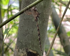 Gynacantha subinterrupta
