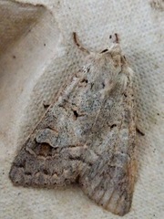 Ammoconia caecimacula