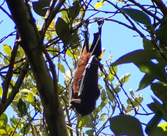 Pteropus alecto
