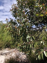 Eucalyptus camfieldii