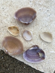 Mactra stultorum
