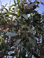 Eucalyptus camfieldii