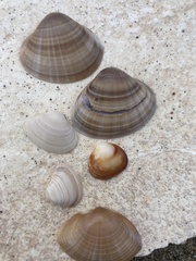 Mactra stultorum